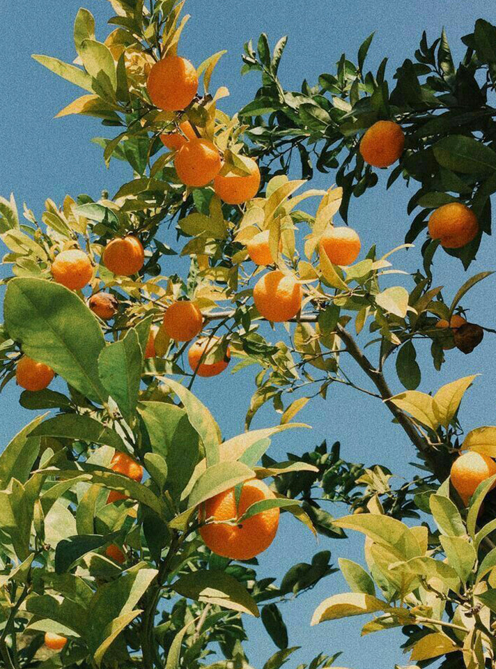 The Bright Power of Oranges: From Nourishment to Natural Radiance