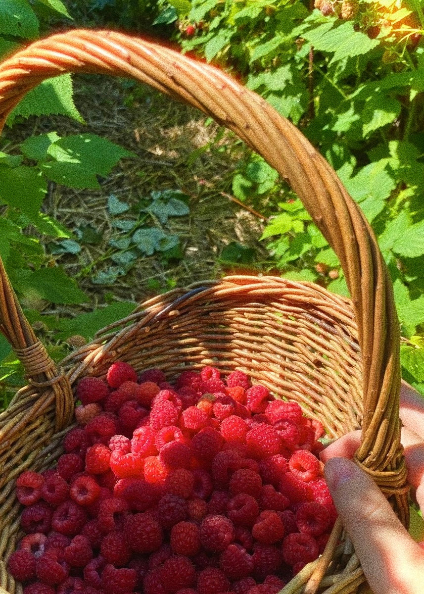 Red Raspberry Seed Oil: Summer’s Best-Kept (Natural) Secret